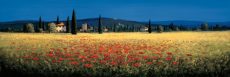 Tuscan Panorama – Poppies