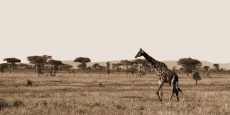 Serengeti Horizons II