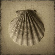 Seashell Study I